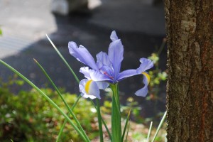 20150416ハナショウブ　花菖蒲 (8)